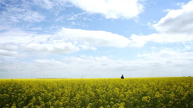 Manitoba Canola Growers