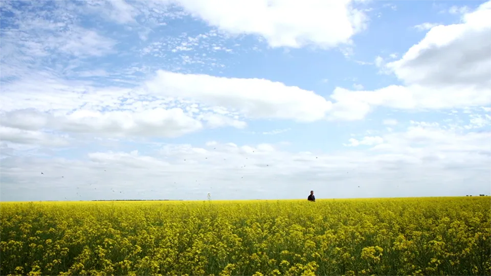 An image of a man standing in a canola field with a cloudy blue sky in the background.