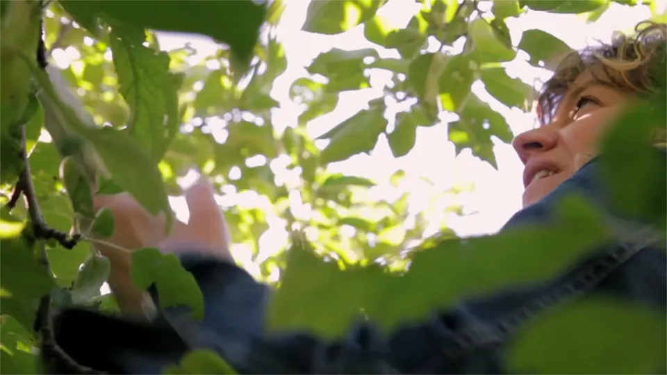 An image of a women looking up among the branches of a tree.
