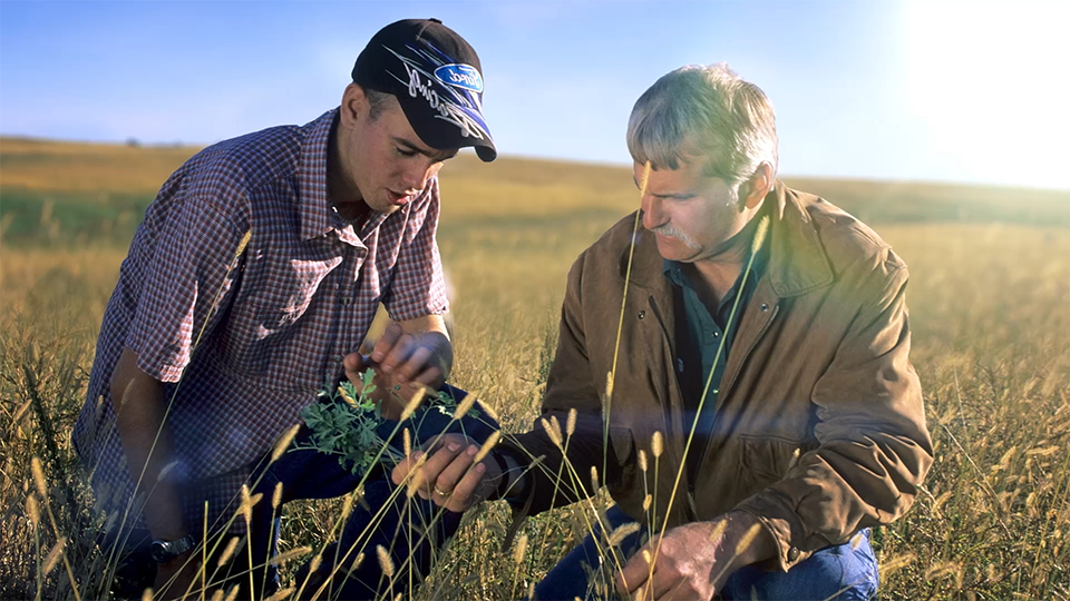 An image of two men crouching in a field inspecting the crop.