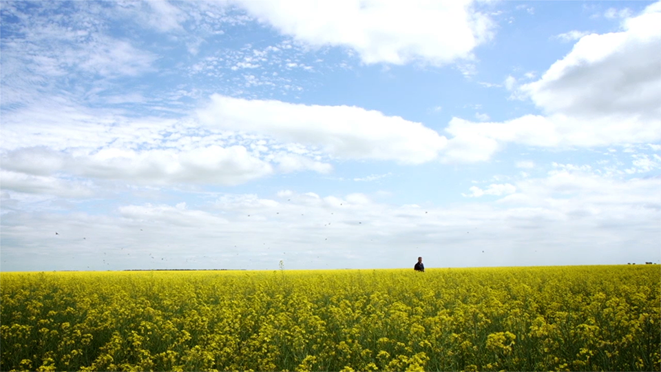 An image of a man standing in a canola field with a cloudy blue sky in the background.