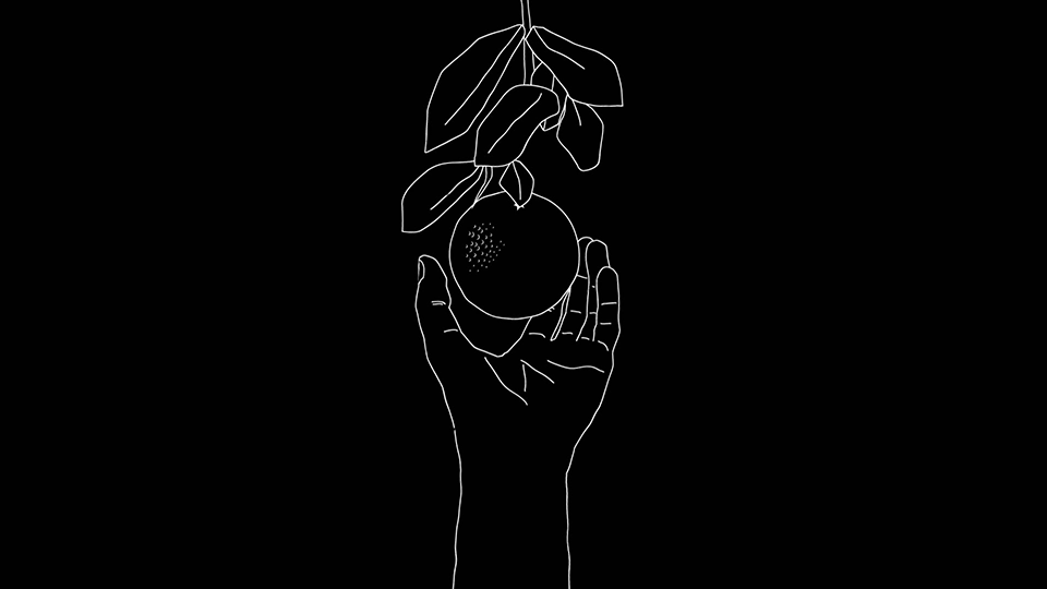 A style frame from an animated video, featuring a line art illustrated graphic of a hand grabbing an orange from a branch.