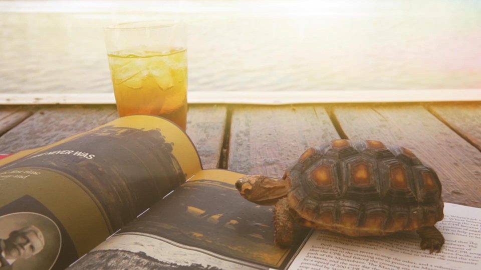 An image of a turtle sitting on a book sitting on a dock with a glass of iced tea next to it.