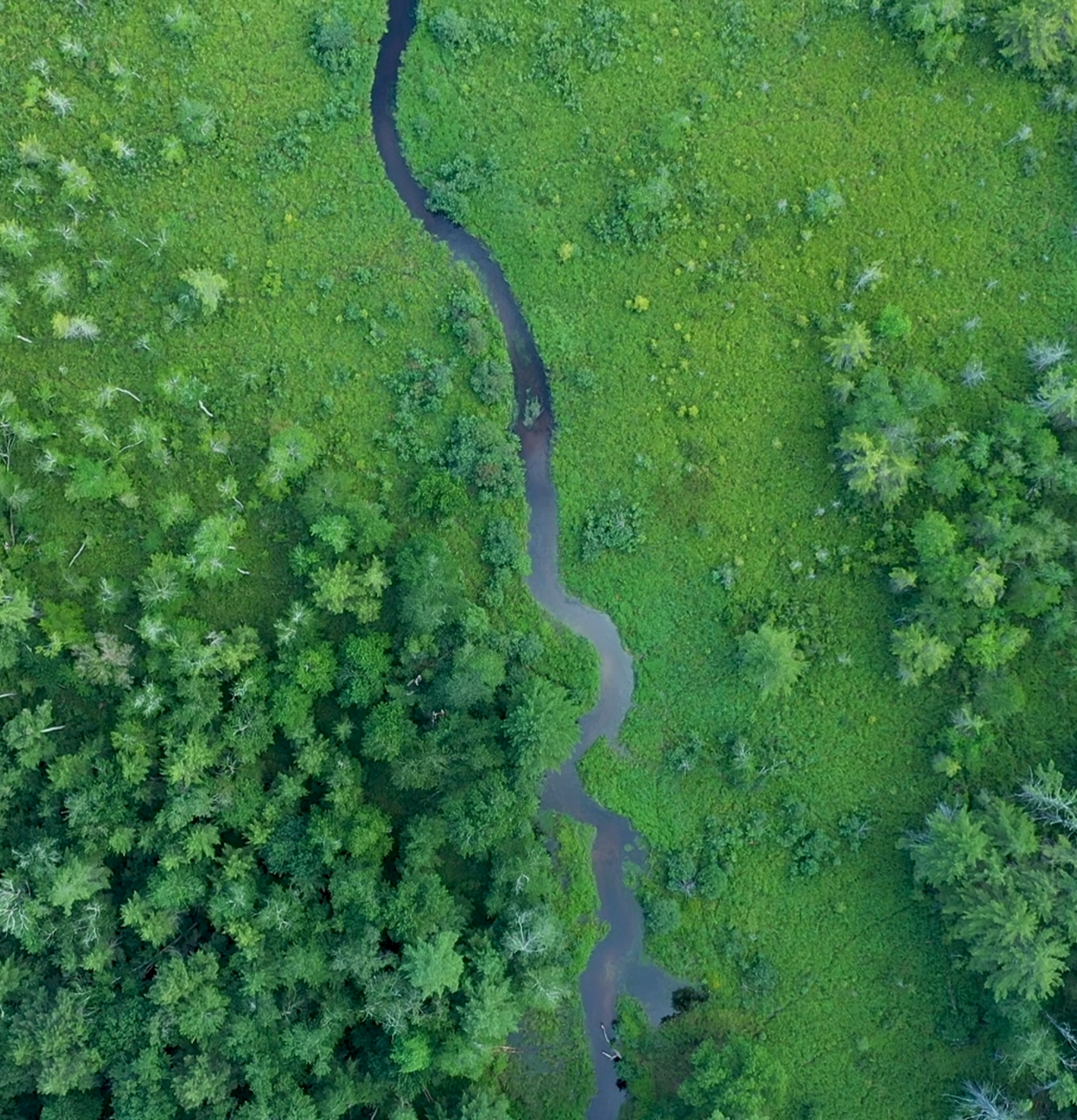 A river running through a forest.